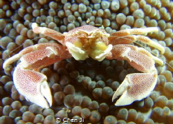 crab by Chen Ji 
